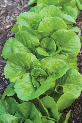 CYBEXIS NDIR-17 - Bibb Lettuce - (1350 Seeds) Seed(1350 per packet)