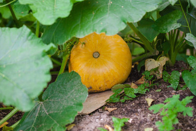 Kodali Hybrid F1 Pumpkin Seeds Pack Of 20 Seed(20 per packet)