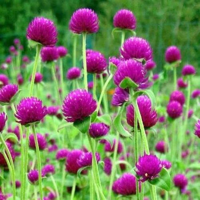 Lorvox Gomphrena Flower Seed(60 per packet)