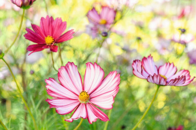 ZIXA Cosmos bipinnatus ‘Veloutte’ Seed(100 per packet)