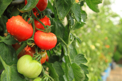 arasutraders tomato Seed(70 per packet)