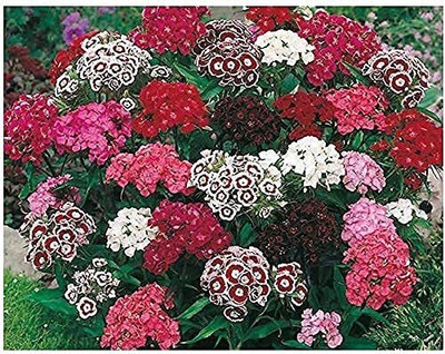 Aywal Sweet william flower Seed(120 per packet)