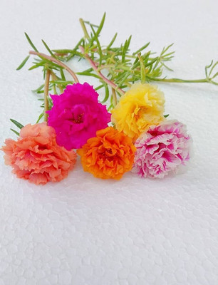 BDSresolve Exclusive Portulaca flower seeds/Portulaca seeds 112 Seed(112 per packet)