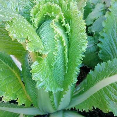 ibains Heat-resistant chinese cabbage seed pack of 10 Seed(10 per packet)