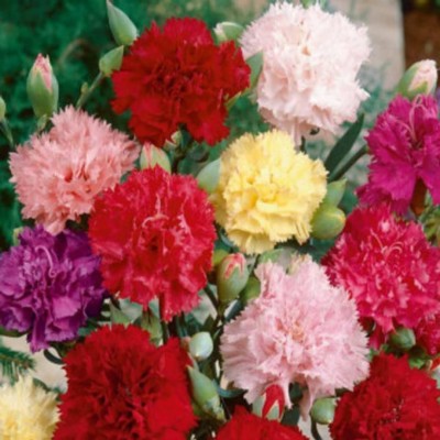 seedbasket Carnation Chabaud Mix Winter Flower Seed(100 per packet)