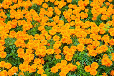 NATURE YARD marigold/gende ka phool flower seeds Seed(50 per packet)