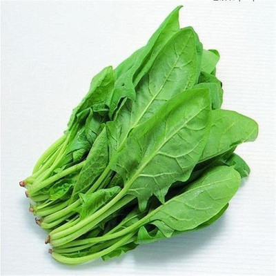 VibeX ® XLR-433 Palak (Spinach) F1 hybrid seeds Seed(500 per packet)