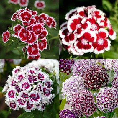 ibains flower seeds hybrid mix sweet william bij 12 Seed(12 per packet)