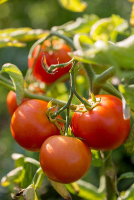 SEMPA tomato Seed(55 per packet)