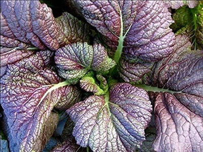 Qualtivate PUAS-5A Red Giant Mustard Seeds Seed(300 per packet)