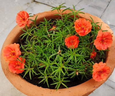 Aywal Portulaca (Mixed), 10 O Clock Seed(100 per packet)