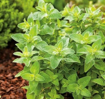 Quentova Oregano Organic Herb Plant-GAV-9W Seed(250 per packet)