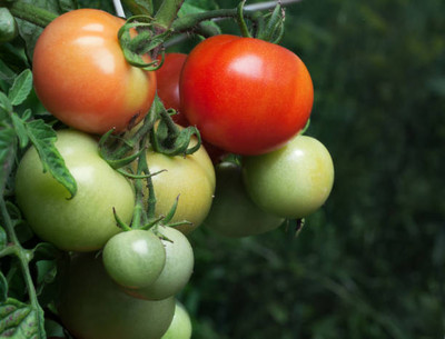JDM Store tomato Seed(80 per packet)