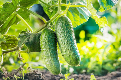 LPR CUCUMBER ,KHIRA Seed(200 per packet)