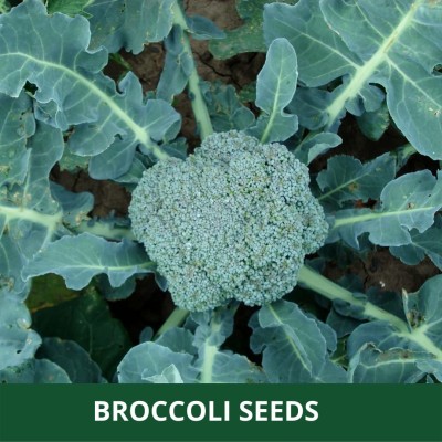 CYBEXIS GBPUT-95 - Blue Wonder Broccoli - (150 Seeds) Seed(150 per packet)