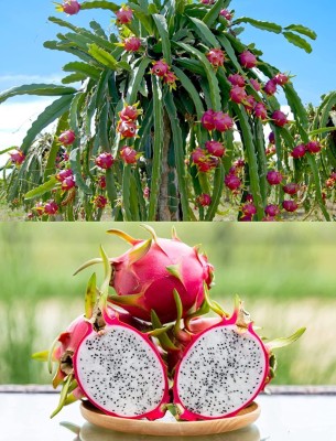 DIOART DRAGON FRUIT F1 HYBRID SEEDS -07A15 Seed(100 per packet)