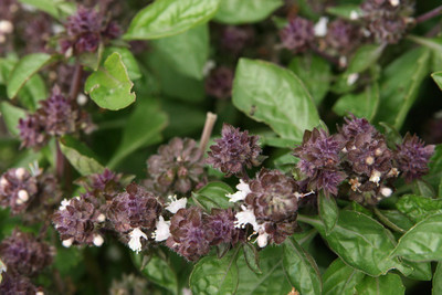 Qualtivate TLX-6 Basil Magical Michael Seeds Seed(1000 per packet)