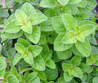 CYBEXIS NDIR-85 - Italian Oregano HERB - (1350 Seeds) Seed(1350 per packet)