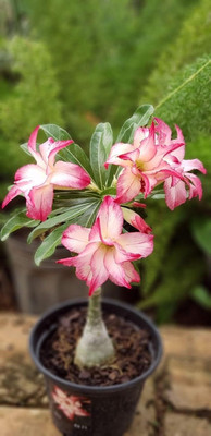 DIOART ROSE SEEDS VARIETY COMBO SEEDS BANK WITH INSTRUCTION MANNUAL-1953 Seed(35 per packet)