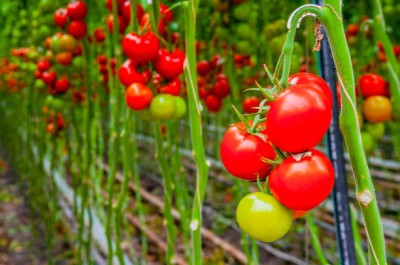 Alberts tomato Seed(25 per packet)