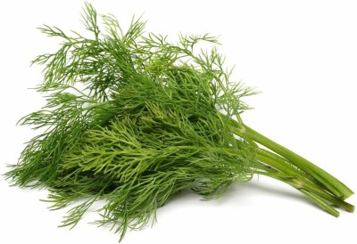 VibeX VVI-4 - Mammoth Long Island Dill - (750 Seeds) Seed(750 per packet)