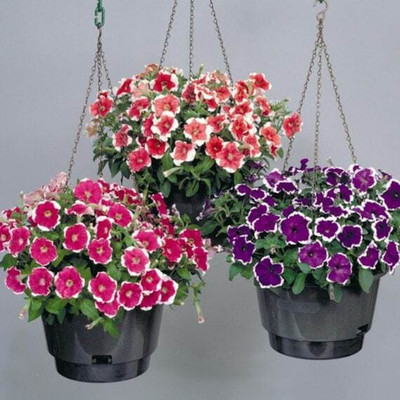 Mozette Exotic petunia Seed(44 per packet)