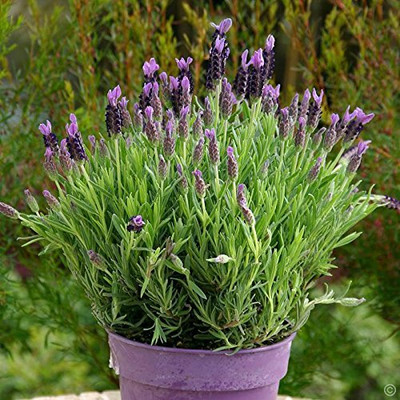 WILLVINE True English Lavender-[100 Seeds] Seed(100 per packet)