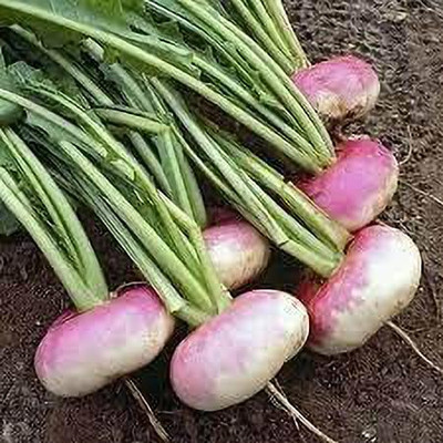 KANAYA Turnip Red Ball/ Shalgam Hybrid Seed(25 per packet)