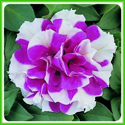 CYBEXIS Petunia F1 Double Duo Series 'Rose and White' Seed(1 g)