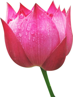 amkdseeds Lotus Seed(30 per packet)