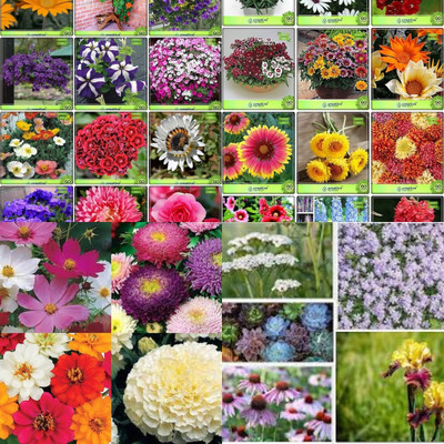 ibains Mix flower seeds biij 228 Seed(228 per packet)