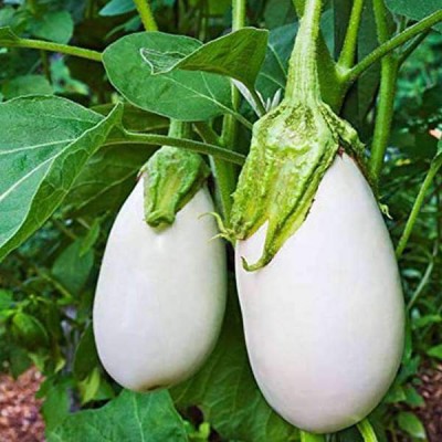 Biosnyg Brinjal F1 Hybrid White - Vegetable Seeds-[100 Seeds] Seed(100 per packet)