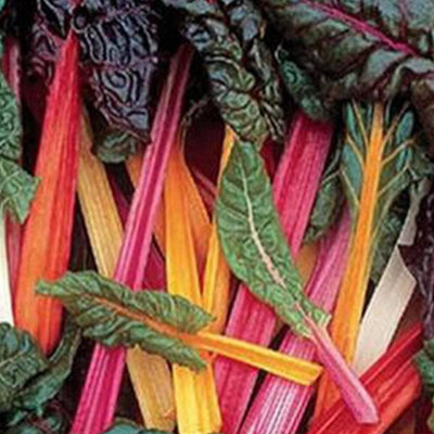 KNESSiN Rainbow Swiss Chard Seed(1250 per packet)
