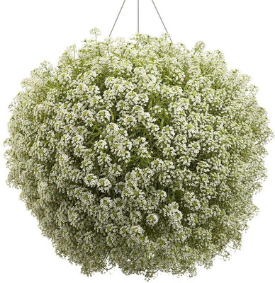 Epazo Hybrid Sweet Allysum Seed(85 per packet)