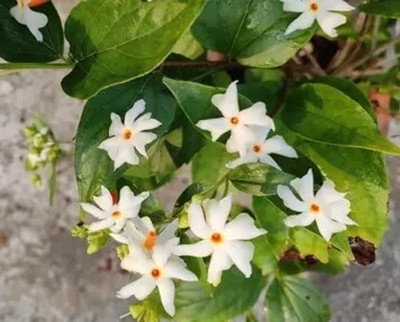 jkfarm Night Jasmine, Shiuli Flower Seed(28 per packet)