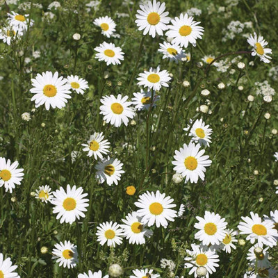 CYBEXIS Ox-Eye Daisy Super Seeds Seed(50 per packet)