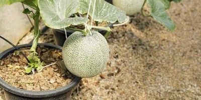 Lorvox Sugar Cube Musk Melon Seed(60 per packet)