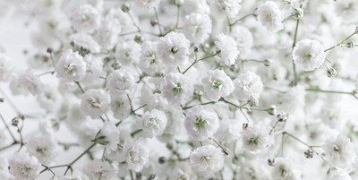 Aywal Gypsophila Mix Color Flower Seed(20 per packet)