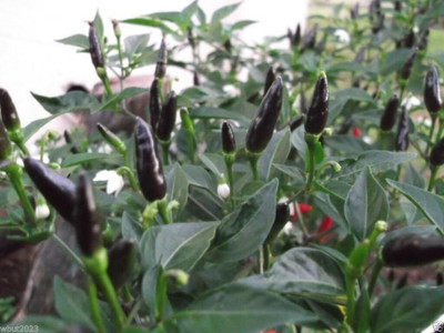 Qualtivate PUA-7A Vietnamese Devil Chilli- SmallBlack Seed(300 per packet)