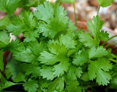 Quentova Green leafy herb coriander Seed(1500 per packet)