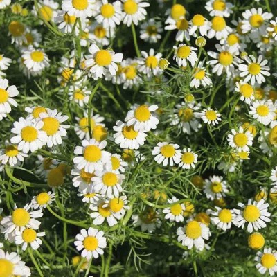 CYBEXIS LX-64 - Chamaemelum Nobile Roman Chamomile - (750 Seeds) Seed(750 per packet)