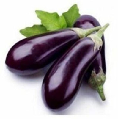 UGRA Brinjal No.1 Purple Eggplant Vegetable Seed(1000 per packet)