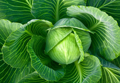 Aywal Organic Cabbage Seed(450 per packet)