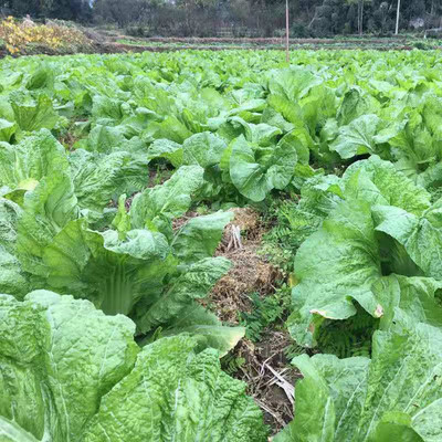 CYBEXIS XLL-1 - Chinese Mustard - Small Gai Choi - (250 Seeds) Seed(250 per packet)