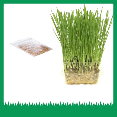 Qualtivate VVI-120 Cat Wheatgrass Seeds Seed(2000 per packet)