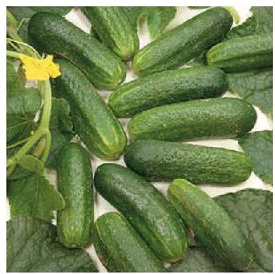 CYBEXIS Cucumber Gherkin Parisian Pickling Vegetable Seeds2000 Seeds Seed(2000 per packet)