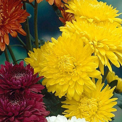 Quentova Chrysanthemum Hardy ALL Season-11U-PALLAV Seed(75 per packet)