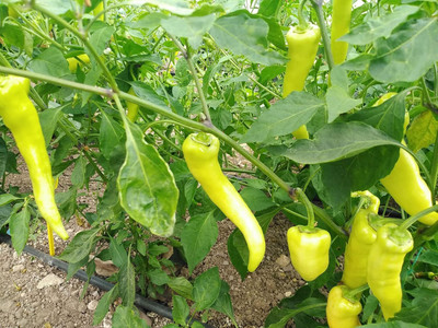 Biosnyg Heirloom Sweet Banana Chilli Seeds For Kitchen Gardening-(4000 Seeds) Seed(4000 per packet)