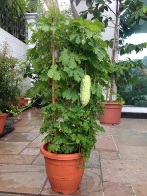 GREENSEA High Yielding Bitter Gourd, Uchchhe, Karela Seed(40 per packet)