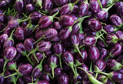 VibeX ® VMR-374 Brinjal F-1 Hybrid Seeds Seed(200 per packet)